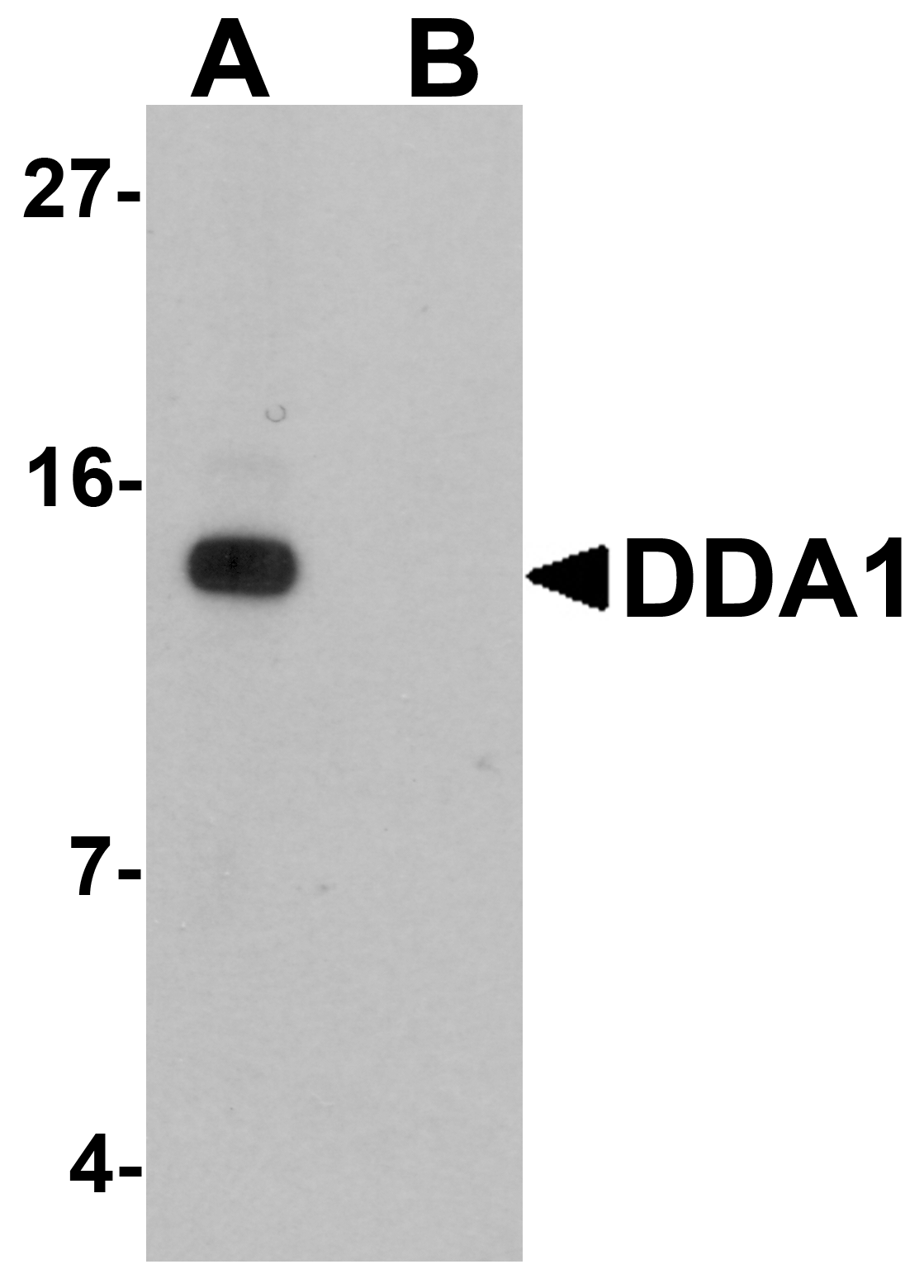 DDA Peptide