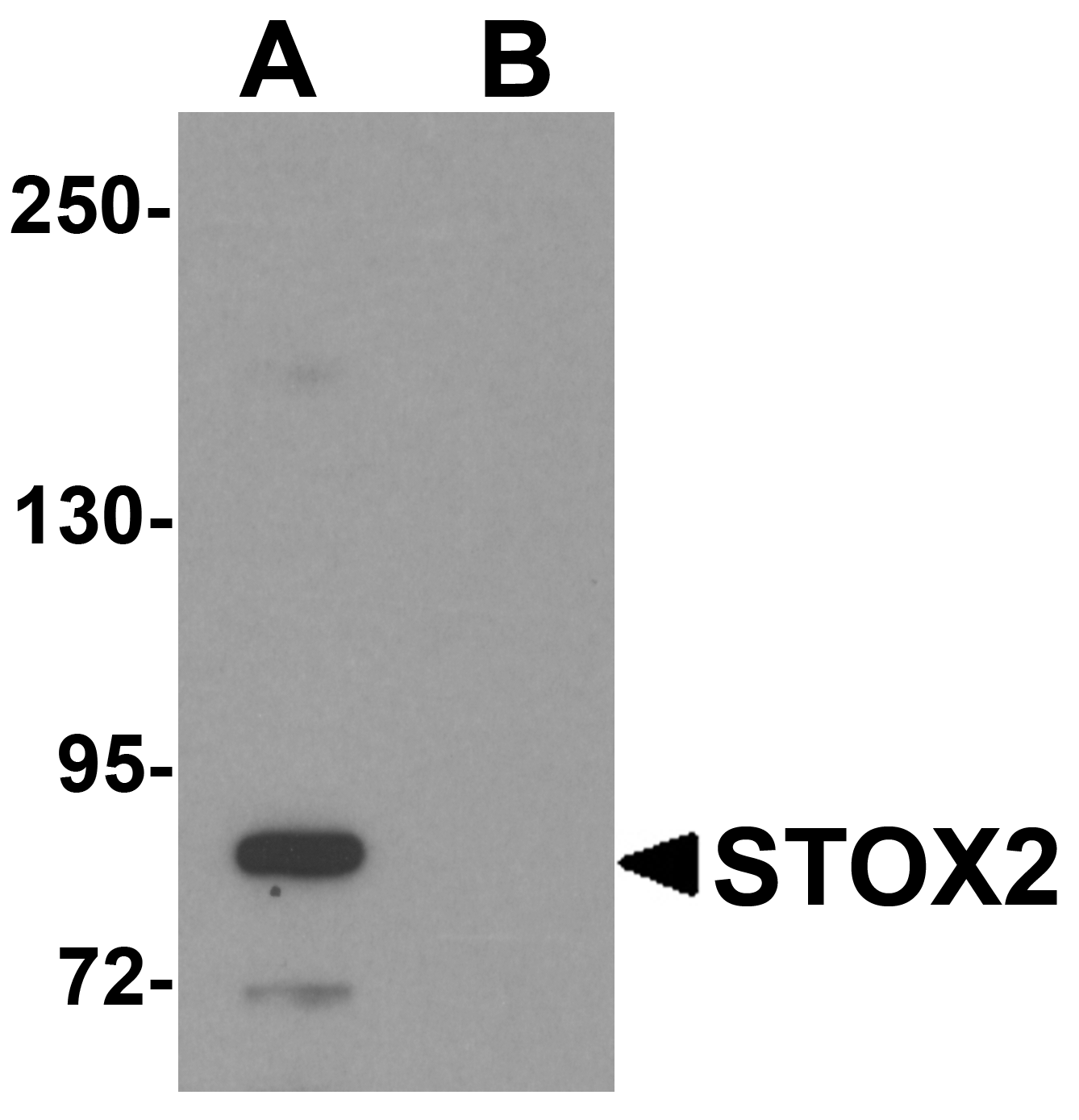 STOX2 Peptide