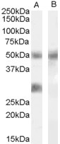 IGFBP3 Peptide