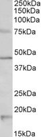 Htr1a Peptide