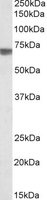TGFBI Peptide