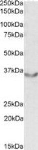 JAM2 Peptide