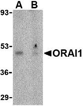 ORAI1 Peptide