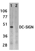 DC-SIGN (ED) Peptide