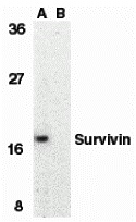 Survivin Peptide