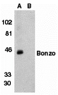 Bonzo Peptide