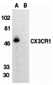 CX3CR1 Peptide