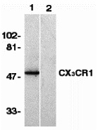 CX3CR1 Peptide