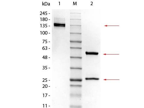 Control Normal Mouse IgG2a Kappa Antibody