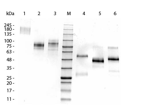 Control Normal llama IgG2 Antibody