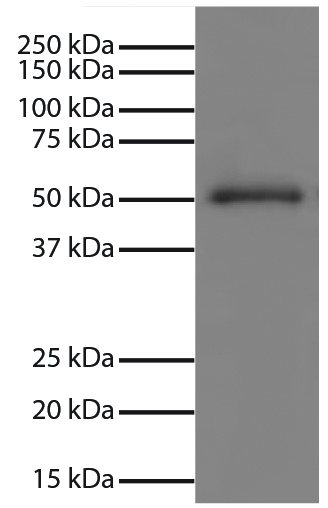 Control Normal Human IgG Antibody