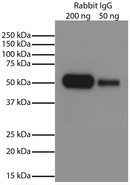 Control Normal Rabbit IgG Antibody