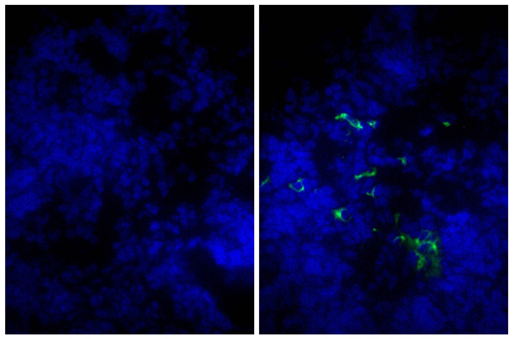 Control Normal Goat IgG (FITC) Antibody