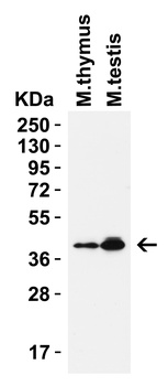 PEX10 (CT) Antibody