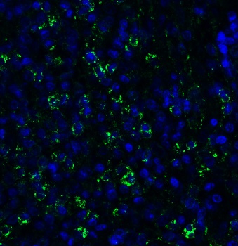 PEX10 Antibody