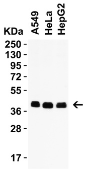 PEX3 (IN) Antibody