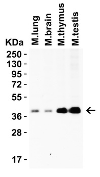 PEX3 (IN) Antibody