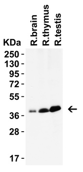 PEX3 (IN) Antibody