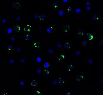 PEX3 (IN) Antibody