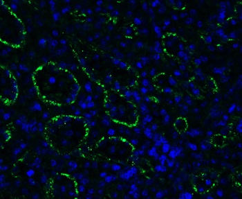PEX3 (IN) Antibody