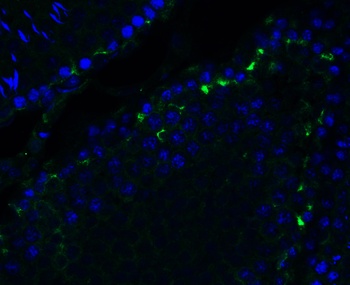 PEX3 (IN) Antibody