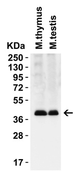 PEX3 (CT) Antibody