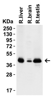 PEX3 (CT) Antibody