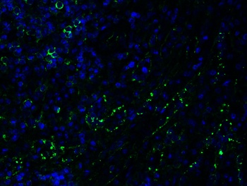 PEX3 Antibody