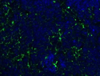 PEX3 (CT) Antibody