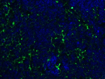 PEX3 Antibody