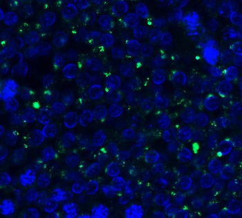 PEX3 Antibody