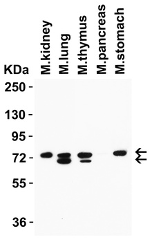 NCOA4 Antibody