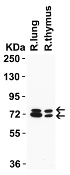 NCOA4 Antibody