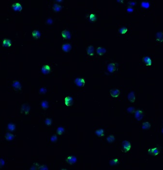 NCOA4 (IN) Antibody