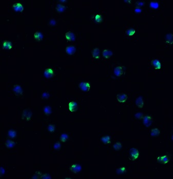 NCOA4 Antibody