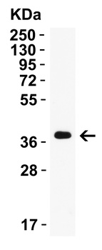 AIFM2 (IN) Antibody
