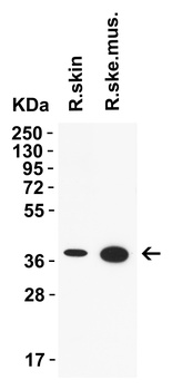 AIFM2 (IN) Antibody