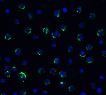 AIFM2 (IN) Antibody