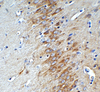 AIFM2 (IN) Antibody