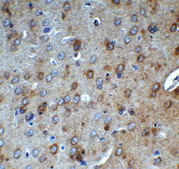 AIFM2 (IN) Antibody