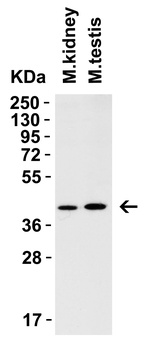 AIFM2 (CT) Antibody