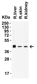 AIFM2 (CT) Antibody