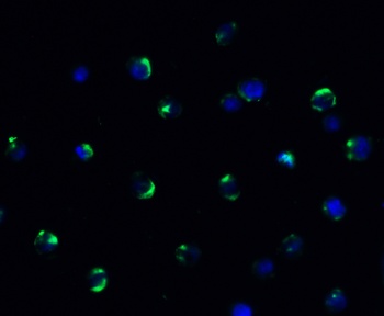 AIFM2 (CT) Antibody