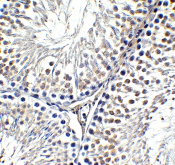 AIFM2 (CT) Antibody