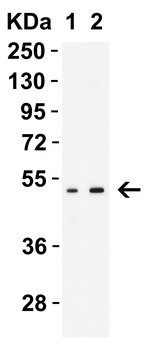MNDA Antibody