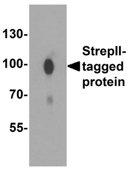 StrepII-tag Antibody