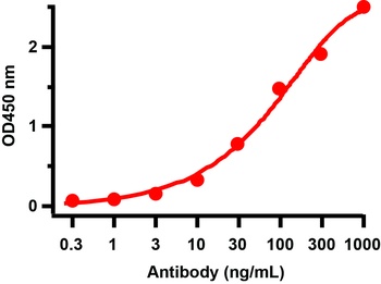 SARS-CoV-2 (COVID-19) NSP14 (ExoN) Antibody