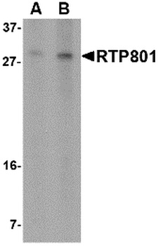 DDIT4 Antibody