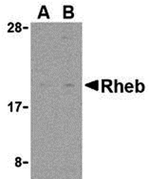 RHEB Antibody
