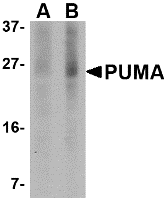 BBC3 Antibody